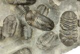 Cluster Of + Austerops Trilobite & Harpid - Jorf, Morocco #356935-7